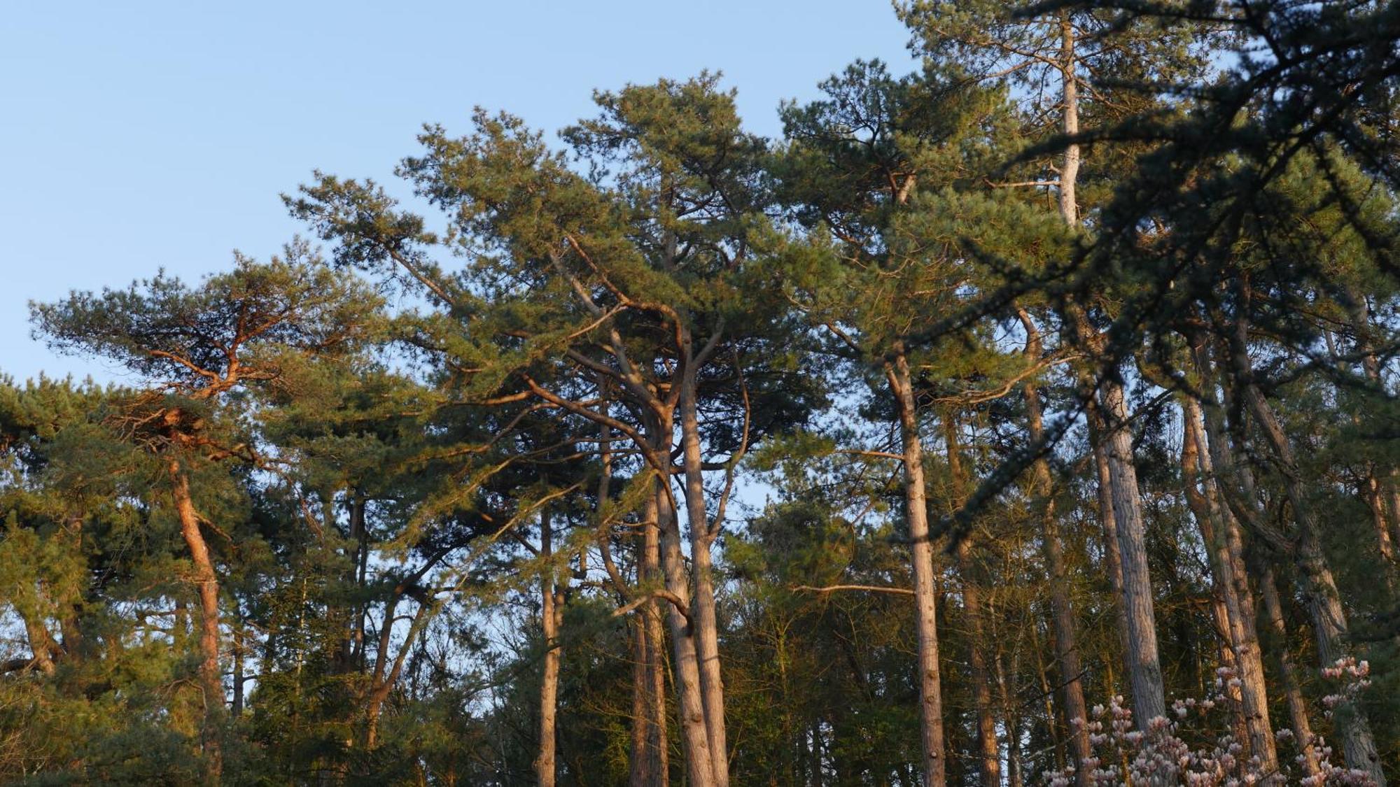 Bain De Foret - Lodges Cosy & Spa Neufchatel Hardelot Bagian luar foto